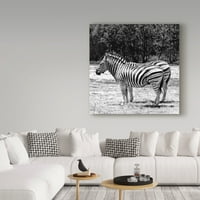 Védjegy Képzőművészet 'Grey Zebra' vászon művészete Incredi