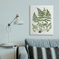A Stupell Industries erdei botanikusok bájos fehér fűzfájlos vászonja, 40 éves, betűvel és bélelt formában tervezve