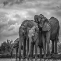 Afrikai bokor elefántok állnak a víz mellett; Etiópia Marg Wood Design Pics