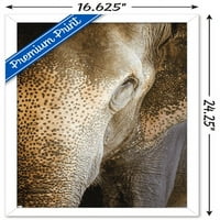 Beth Sheridan-Indiai Elefánt Fal Poszter, 14.725 22.375