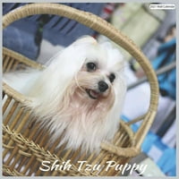 Shih Tzu kiskutya fali naptár: hivatalos Shih Tzu kutyák havi naptár