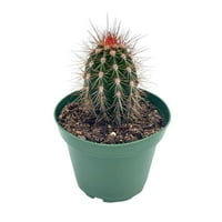 Echinocereus engelmannii, Engelmann sündisznó kaktusz, ritka kaktusz, edény, jól gyökerezik
