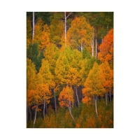 Védjegy Szépművészet 'őszi fák fényképe' vászon művészet, Darren White Photography